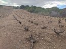 Vieilles vignes